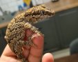 Ушат гекон Gargoyle gecko, снимка 1 - Гекон - 41381144