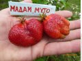 Ягода сорт " Мадам Муто ", снимка 6