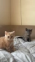 Британски котета , снимка 4
