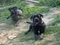 КУЧЕТА КАНЕ КОРСО, снимка 10