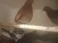 домашни гълъби.., снимка 2