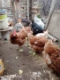 Продавам домашни кокошки мешани, снимка 1