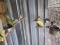 Ръчно хранени папагали монах, снимка 7