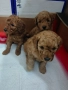  Мини пудел , снимка 5