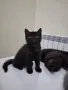     Чистокръвни британски котенца с шампионски произход 🖤, снимка 6