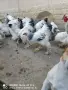 петлета колумбийска брама , снимка 8