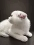 Синеоко шотландско клепоухо момче – Scottish Fold. Сръбрена чинчила, снимка 3