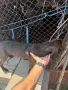 Ловно куче Плотхаунд, снимка 5
