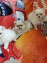 Померан померани померанчета Гр. София, снимка 12