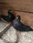 чифт гълъби на въртене дрезгави на глас , снимка 3