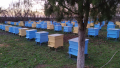 Боя за пчелни кошери, снимка 4
