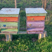 Пчелни семейства с или без кошерите, снимка 5 - Други животни - 44933368