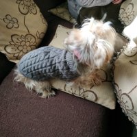 Toпъл пуловер за куче - високо качество, снимка 13 - За кучета - 41015299
