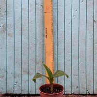 Банан ядлив джудже, Musa acuminata 'Dwarf Cavendish', растения, снимка 11 - Стайни растения - 29764848