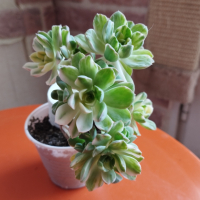 Аеониум вариегата, Aeonium variegata, снимка 2 - Стайни растения - 44929158