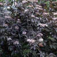 Черен бъз (Черна красавица) , снимка 2 - Градински цветя и растения - 40797152