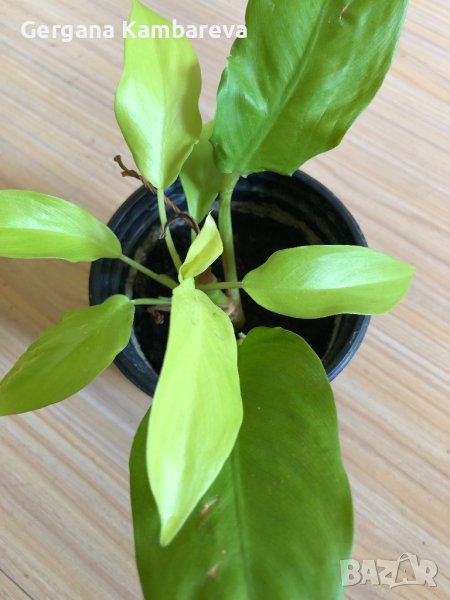 Philodendron Malay Gold , снимка 1