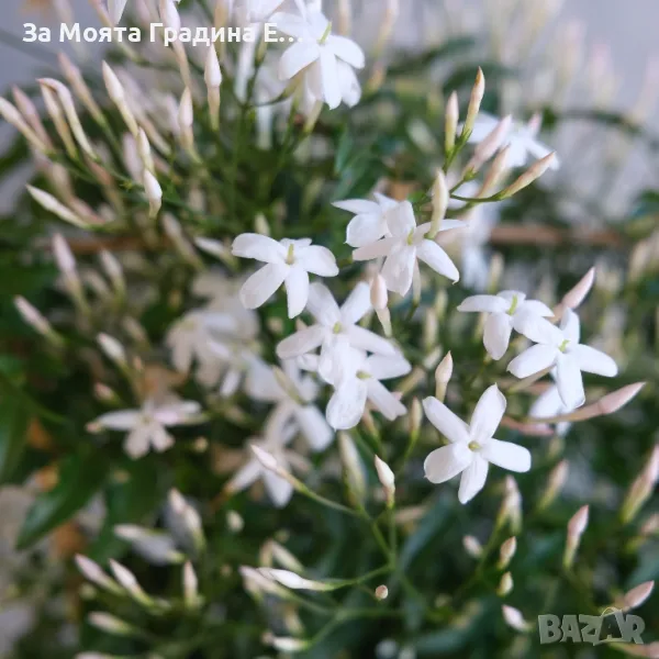 Жасмин -Силно ароматен ,вечно зелен, снимка 1