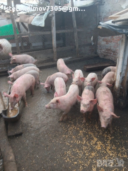 малки прасенца над 25кг., снимка 1