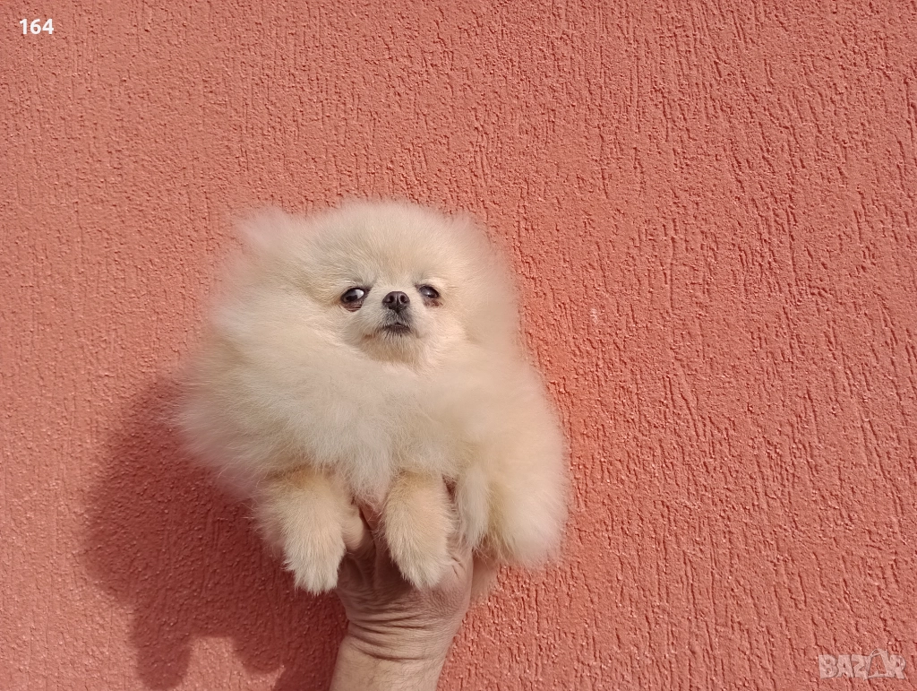 Мини Померан. Миниатюрно момиче. Реални снимки от 17.12.25 г, снимка 1