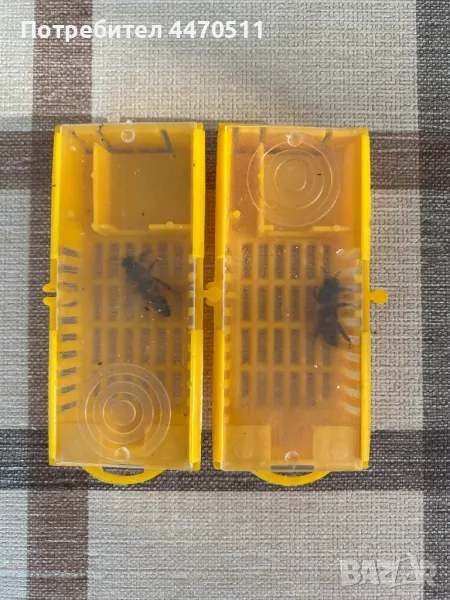 Пчелни майки, снимка 1