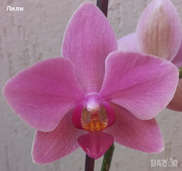 Орхидея фаленопсис Ravenna, снимка 1