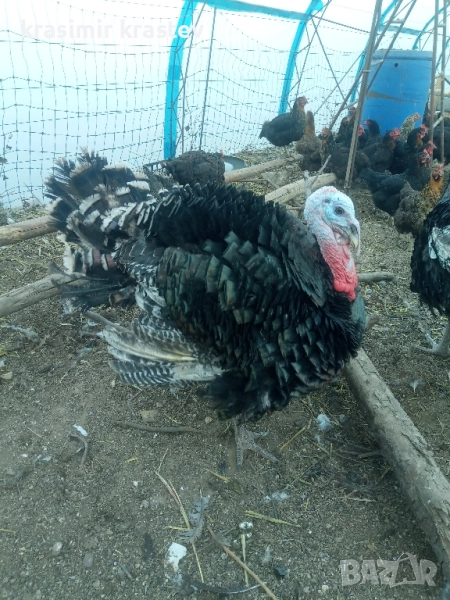 продавам пуяк, мисир, снимка 1