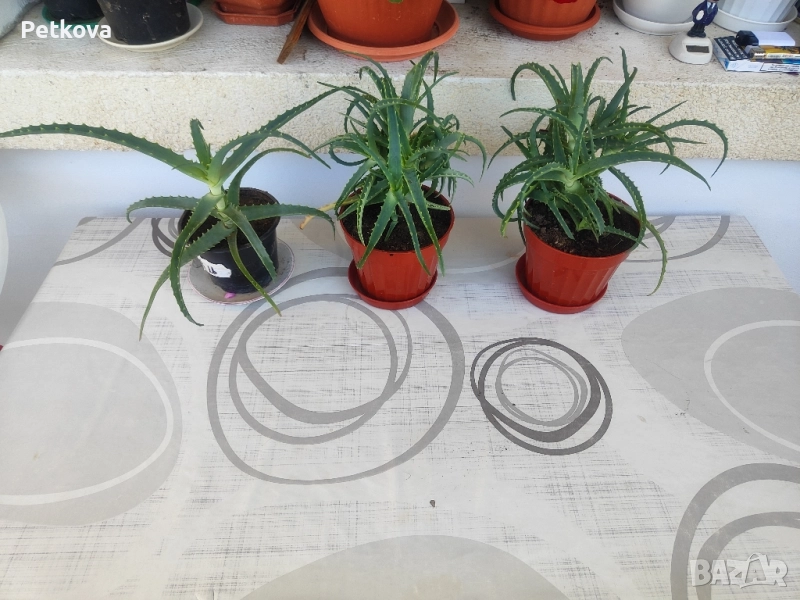 Алое вера-медицинско, снимка 1