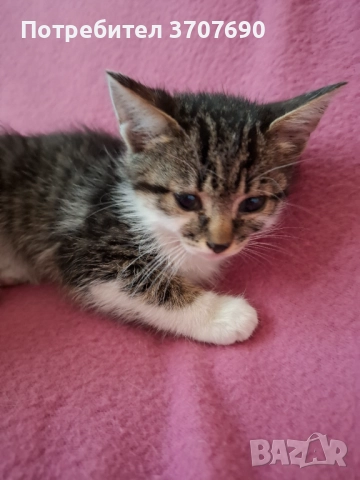 Женско котенце на 2,5месеца търси дом, снимка 3 - Други - 52014989