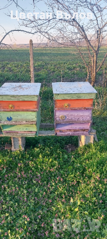 Пчелни семейства с или без кошерите, снимка 4 - Други животни - 44933368