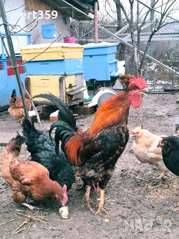 петели 🐓, снимка 2 - Кокошки и пуйки - 52231412