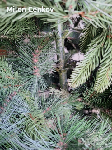 Елха коледна  2,50м., снимка 5 - Декорация за дома - 53683431