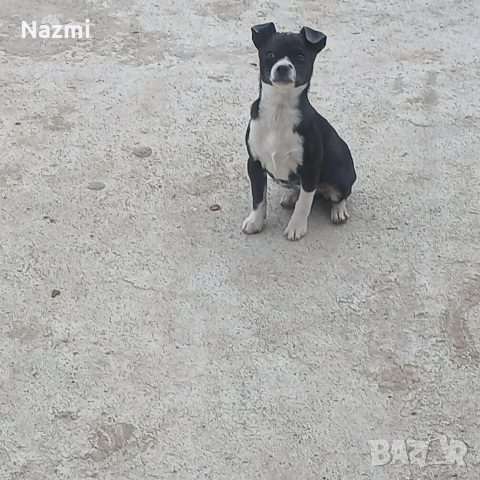 продавам женски пинчер 