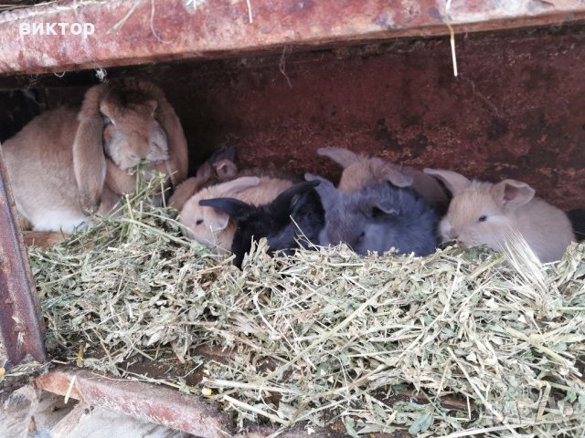 Продавам зайци , снимка 2 - Други животни - 39600565