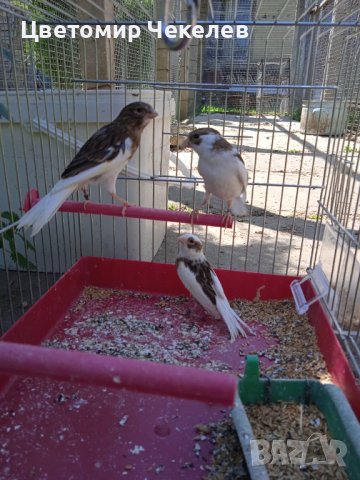 Канарчета-женски, снимка 2 - Канари - 40637431