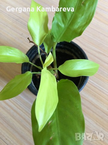 Philodendron Malay Gold , снимка 1