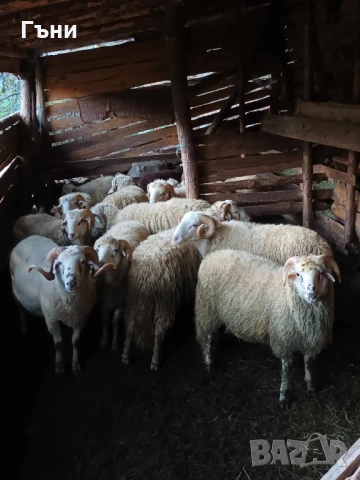 коч кочове за продан , снимка 5 - Овце - 51533244