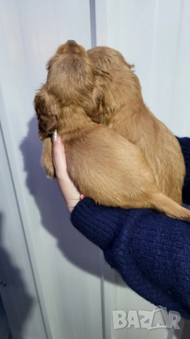 Продавам кокер шпаньоли, снимка 8 - Кокер шпаньол - 53789078