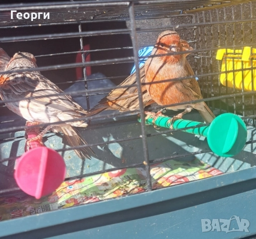 Канари черно-червена мозайка