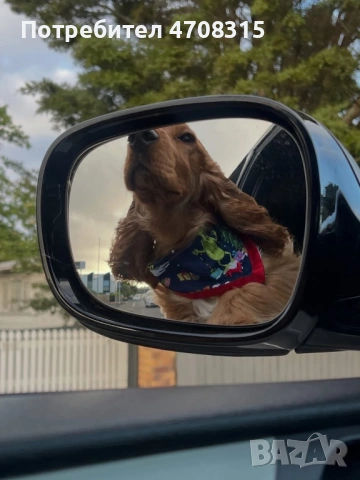 Кокер шпаньол момченце родословен баща, снимка 7 - Кокер шпаньол - 53829519