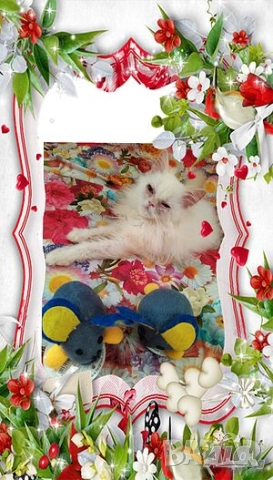 Ваксинирани персийски дългокосмести котки с ЕС паспорти,микрочипирани! , снимка 6 - Персийска - 45572562