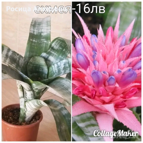 Хоста, восъче, кливия, зефирантес, ехмея, снимка 8 - Стайни растения - 50299483