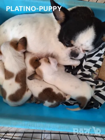 ЧИХУАХУА БЕБЕТА, снимка 3 - Чихуахуа - 49821847