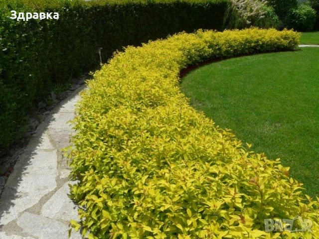 Спирея златна принцеса  , снимка 2 - Градински цветя и растения - 53829432