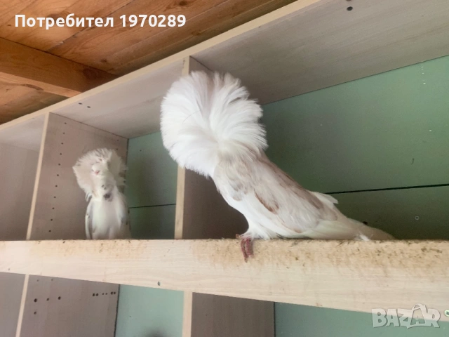 Якалии, снимка 2 - Гълъби - 53690341