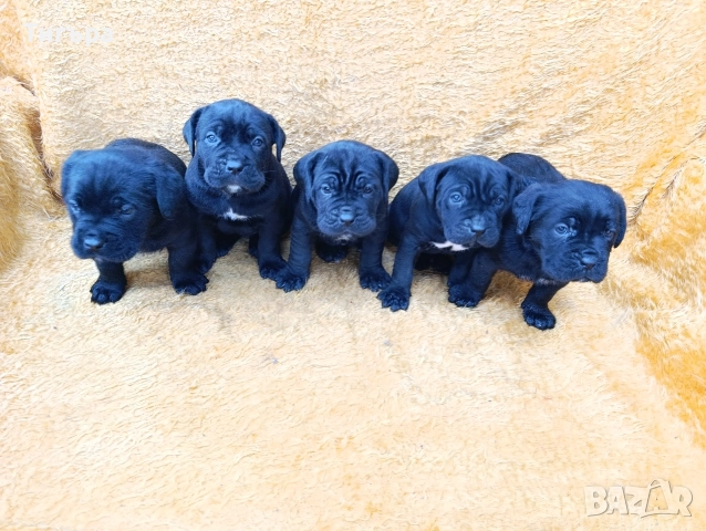 Кане Корсо Италиано , снимка 4 - Кане корсо - 52793038