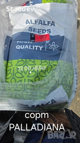 люцерна семе. семена люцерна , снимка 3 - Сортови семена и луковици - 53755467