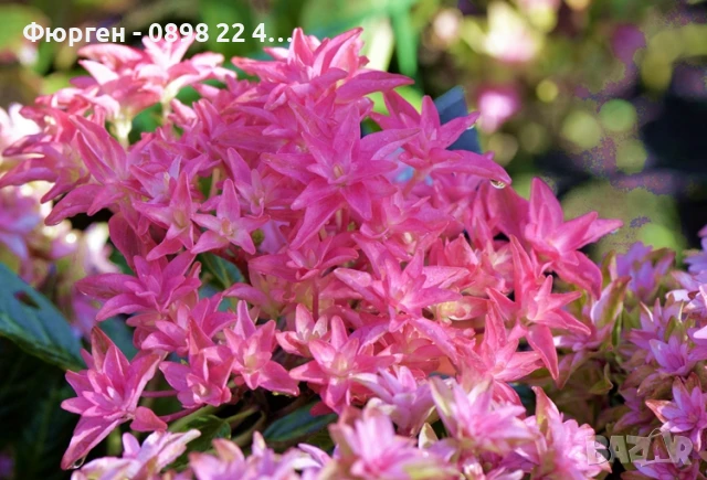 Хортензия Принцеса Даяна - Hydrangea princess Diana, снимка 8 - Разсади - 50962201