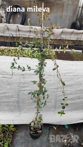 Жасмин, Trachelospermum Jasminoides, вечнозелен, студоустойчив, снимка 13 - Градински цветя и растения - 44919994