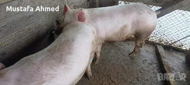 Продавам Прасета, снимка 2 - Прасета - 53305978